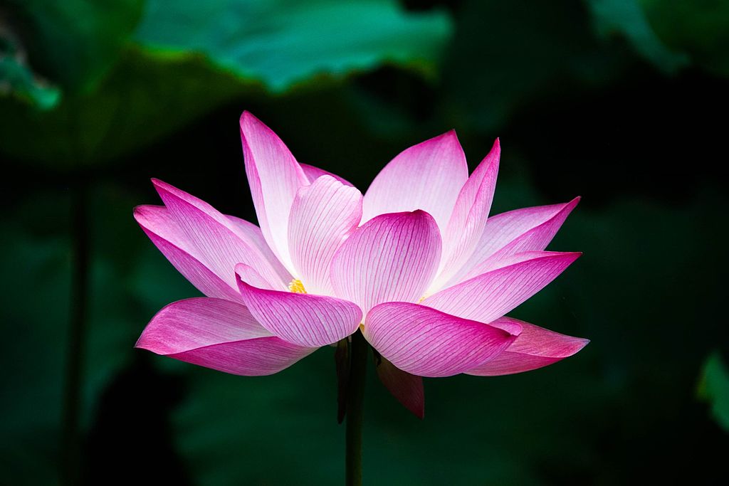 Lotus_flower_(978659) (1)